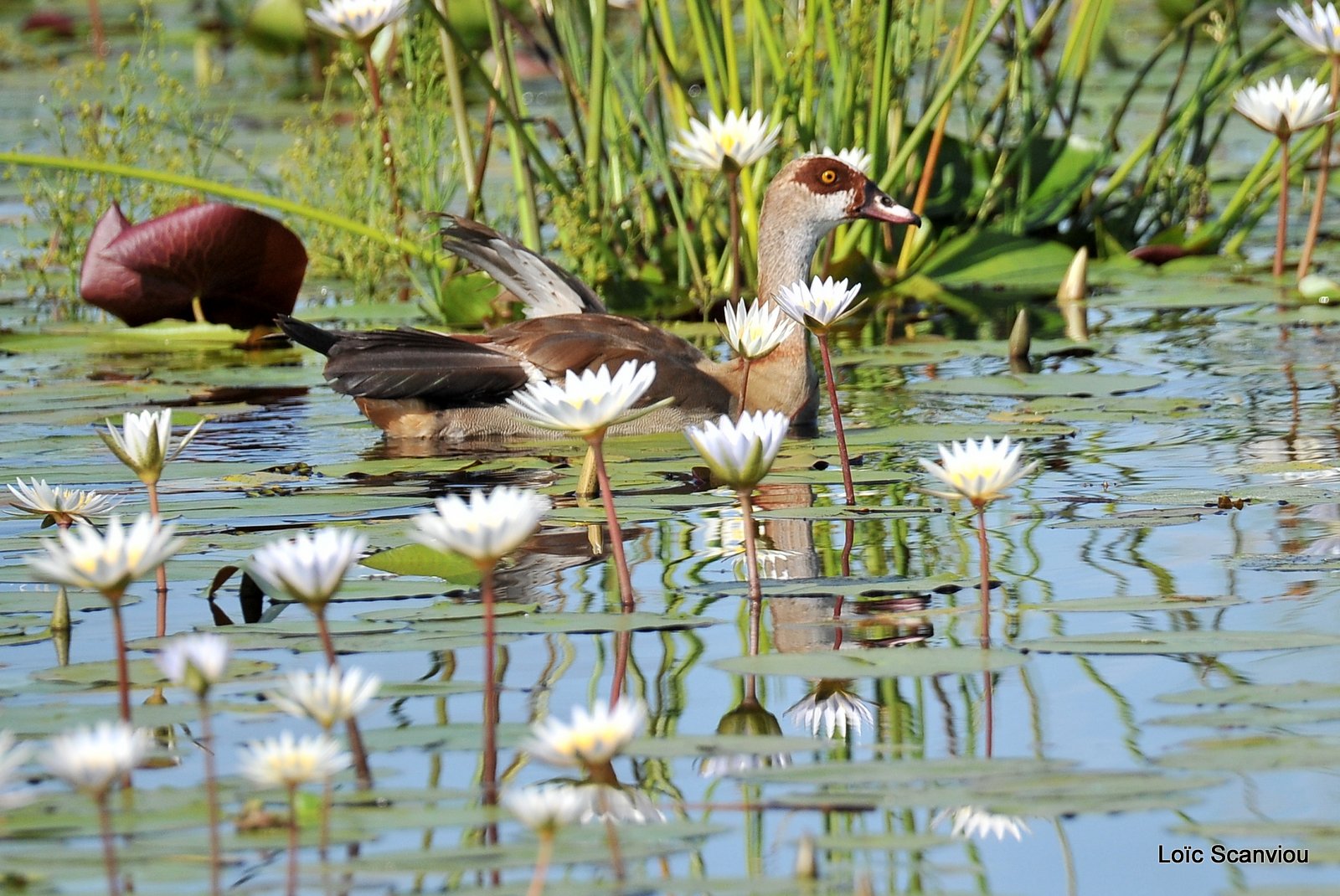 Ouette d'Égypte/Egyptian Goose (2)