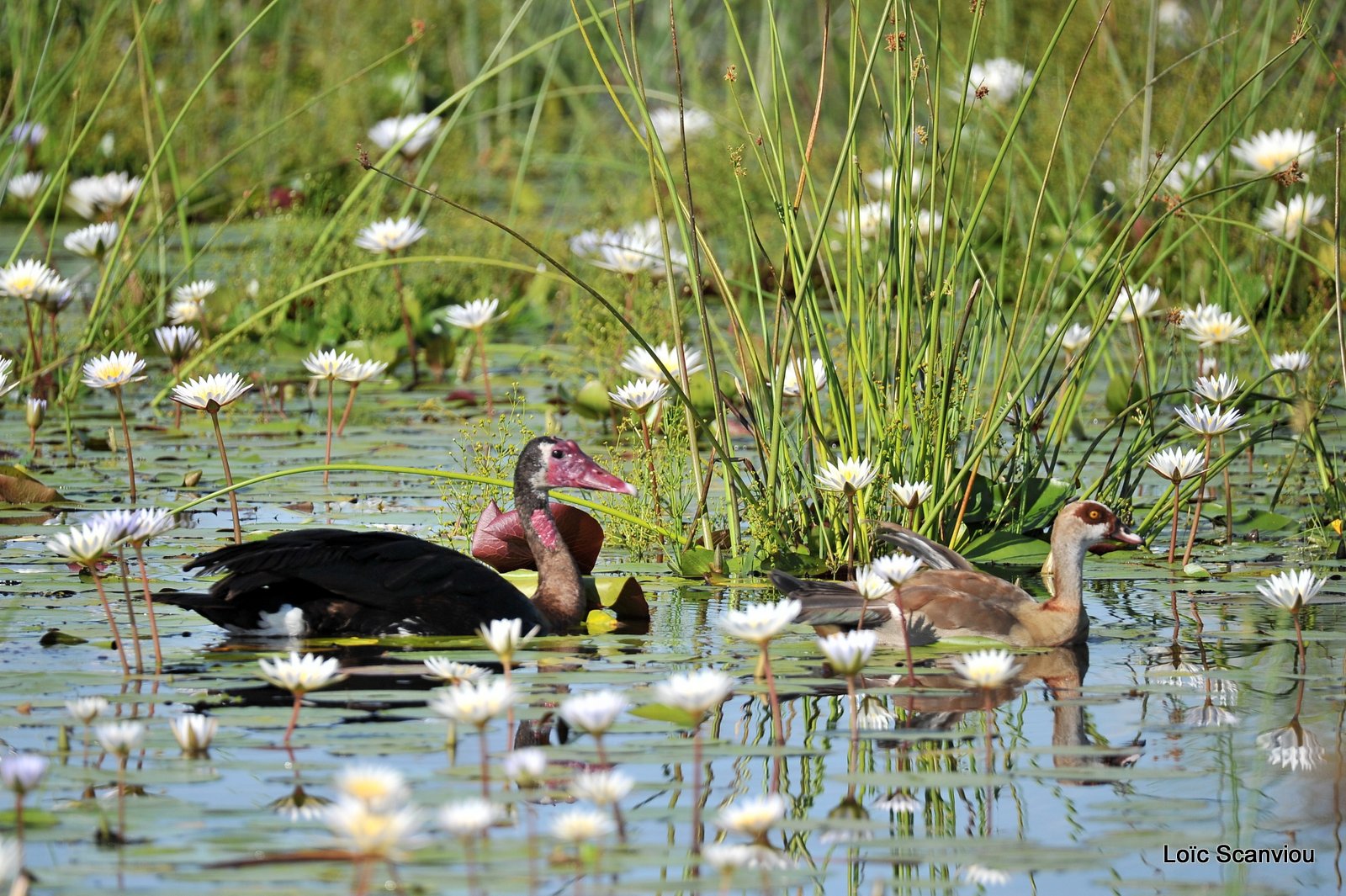 Oies/Geese (2)