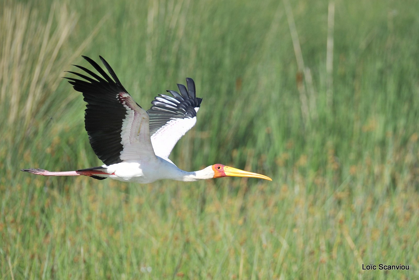 Tantale ibis/Yellow-billed Stork (6)