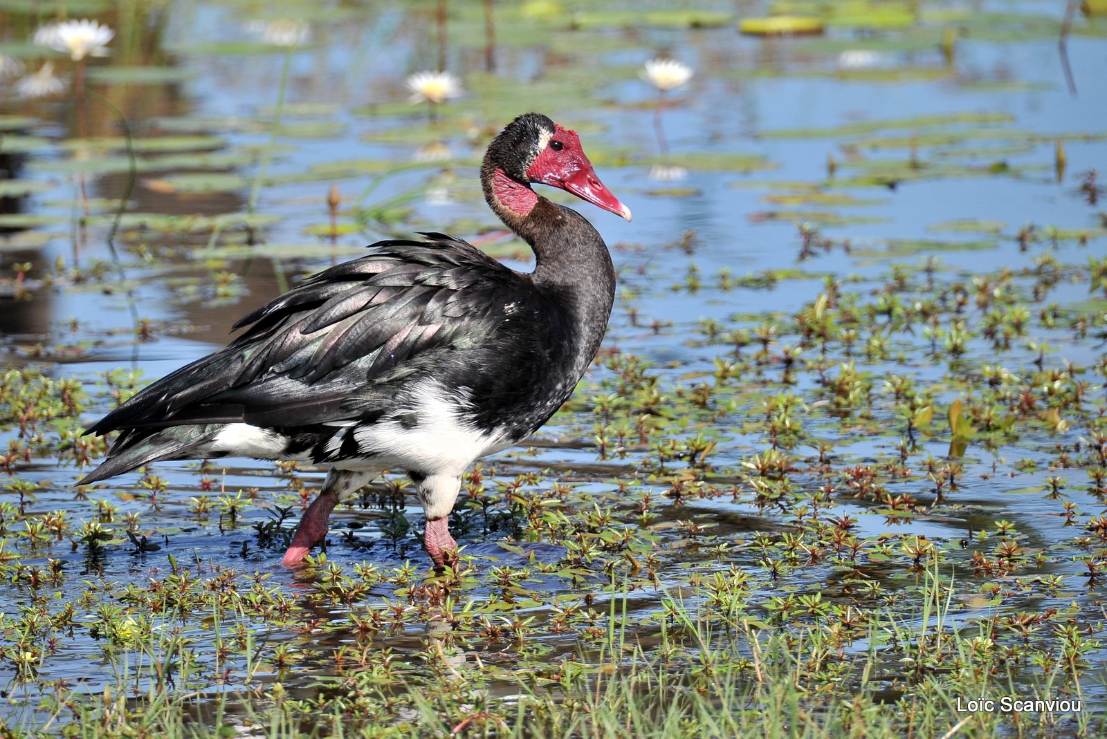 Oie armée de Gambie/Spur-winged Goose (1)