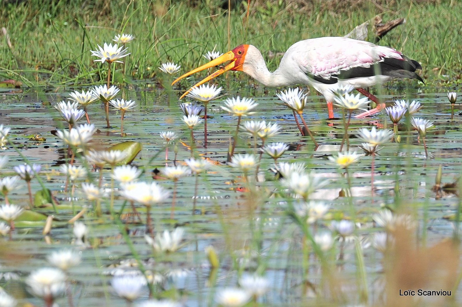 Tantale ibis/Yellow-billed Stork (7)