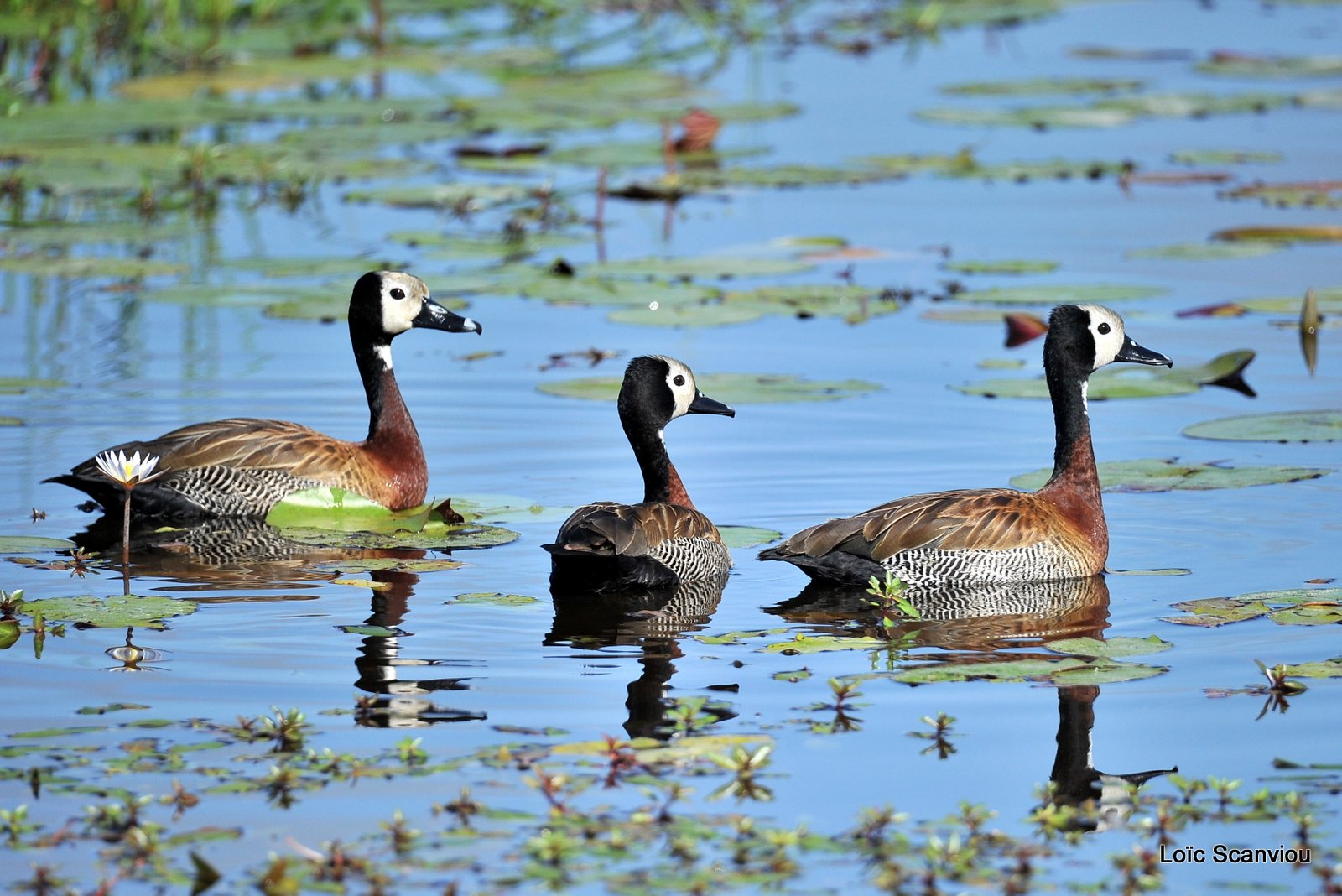 Dendrocygne veuf/White-faced Whistling Duck (3)