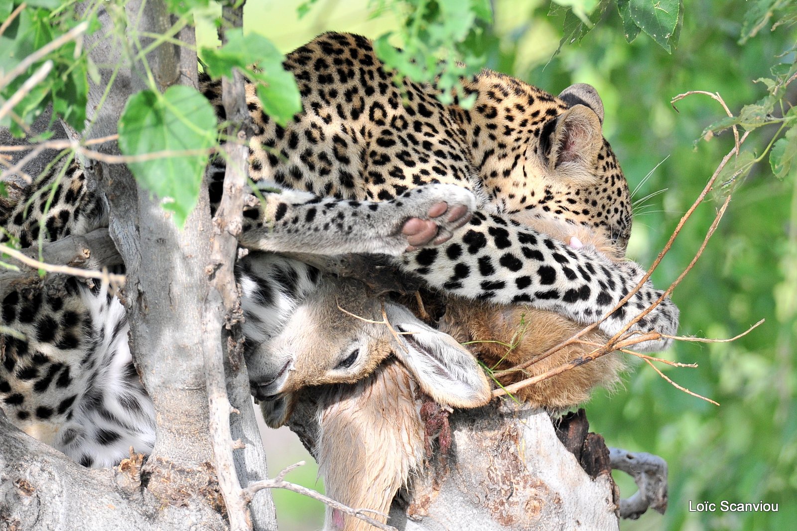 Léopard qui mange/Leopard eating (1)