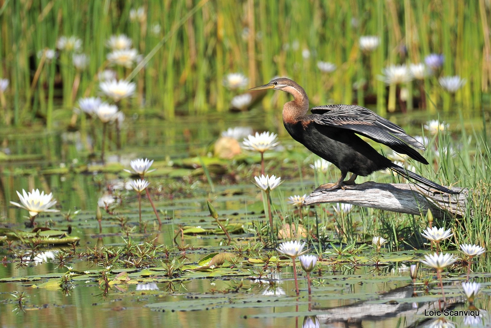 Anhinga d'Afrique/African Darter (2)
