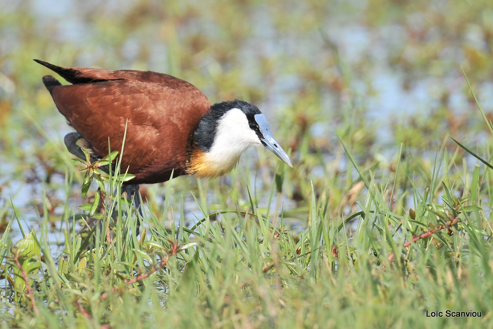 Jacana à poitrine dorée/African Jacana (3)