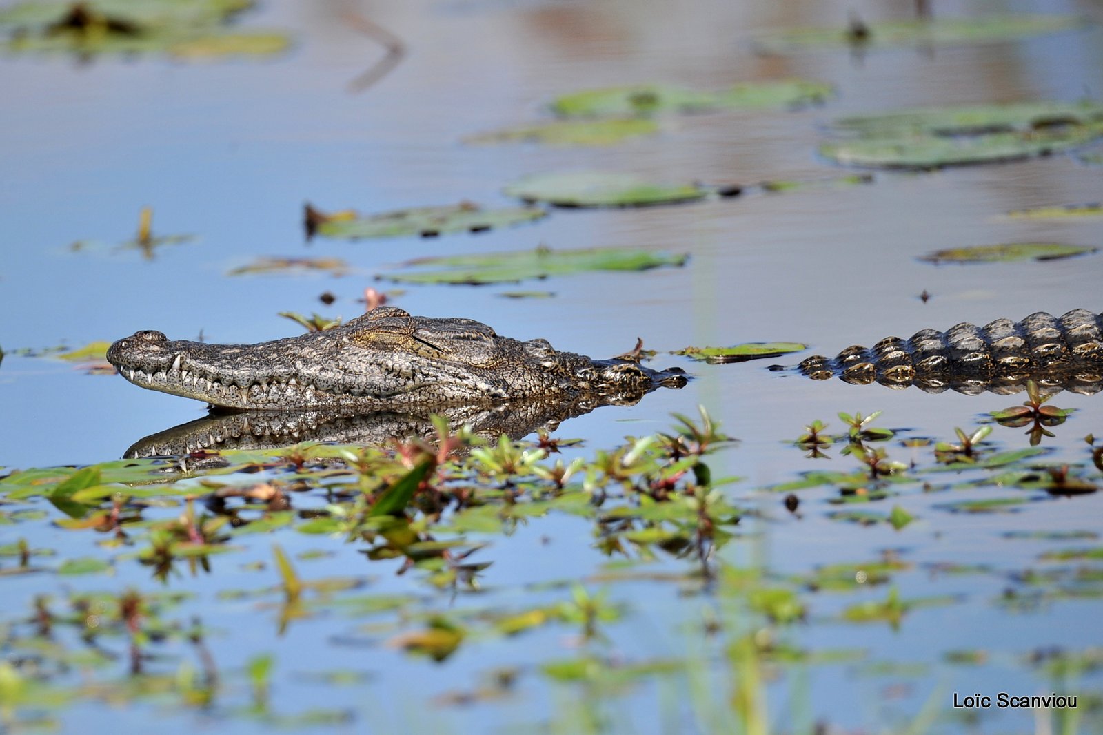 Crocodile du Nil/Nile Crocodile (2)