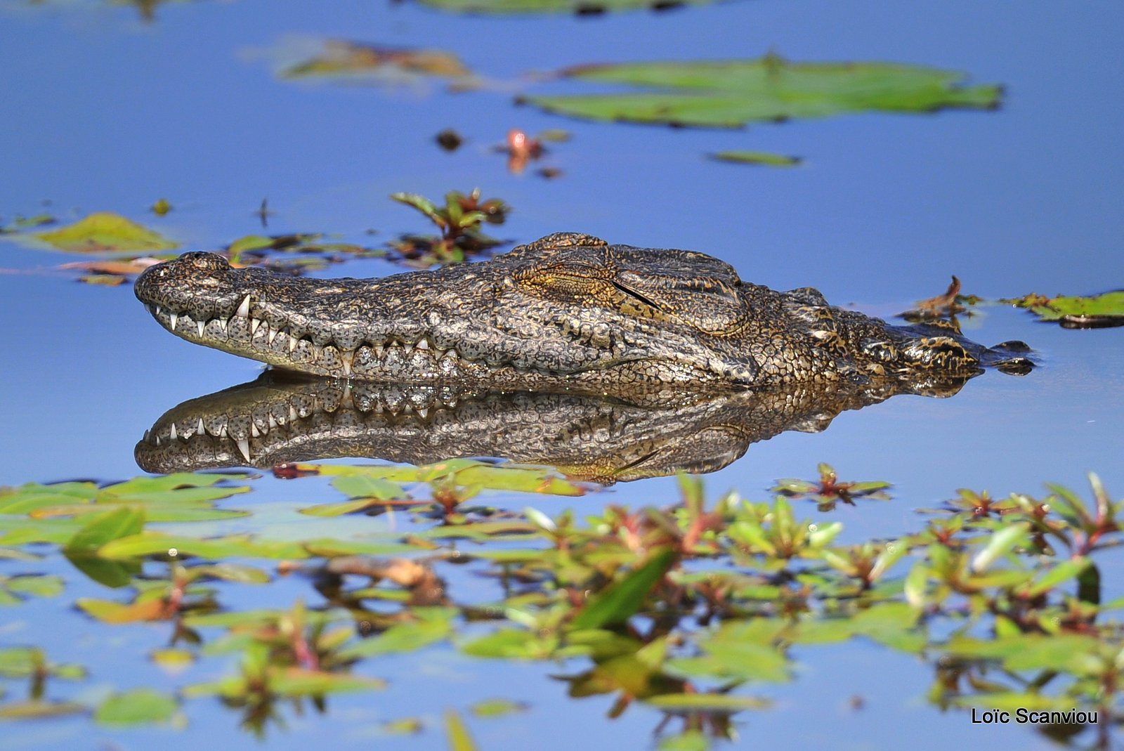 Crocodile du Nil/Nile Crocodile (3)