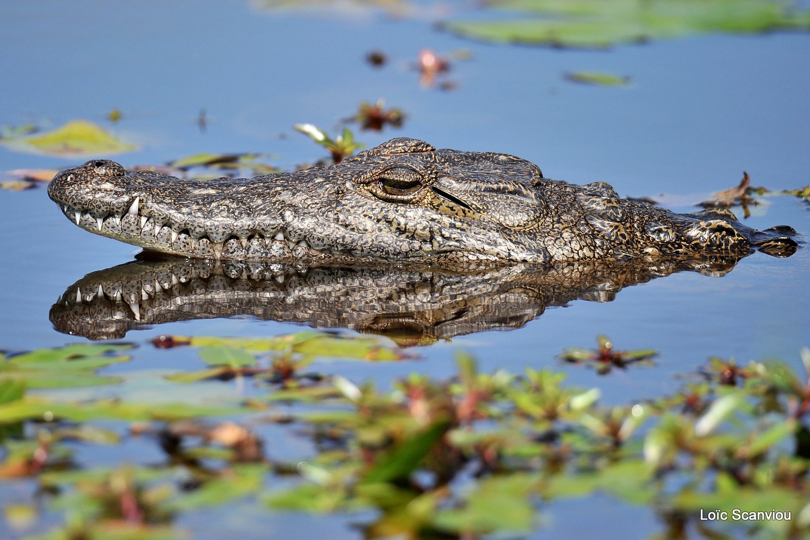 Crocodile du Nil/Nile Crocodile (4)