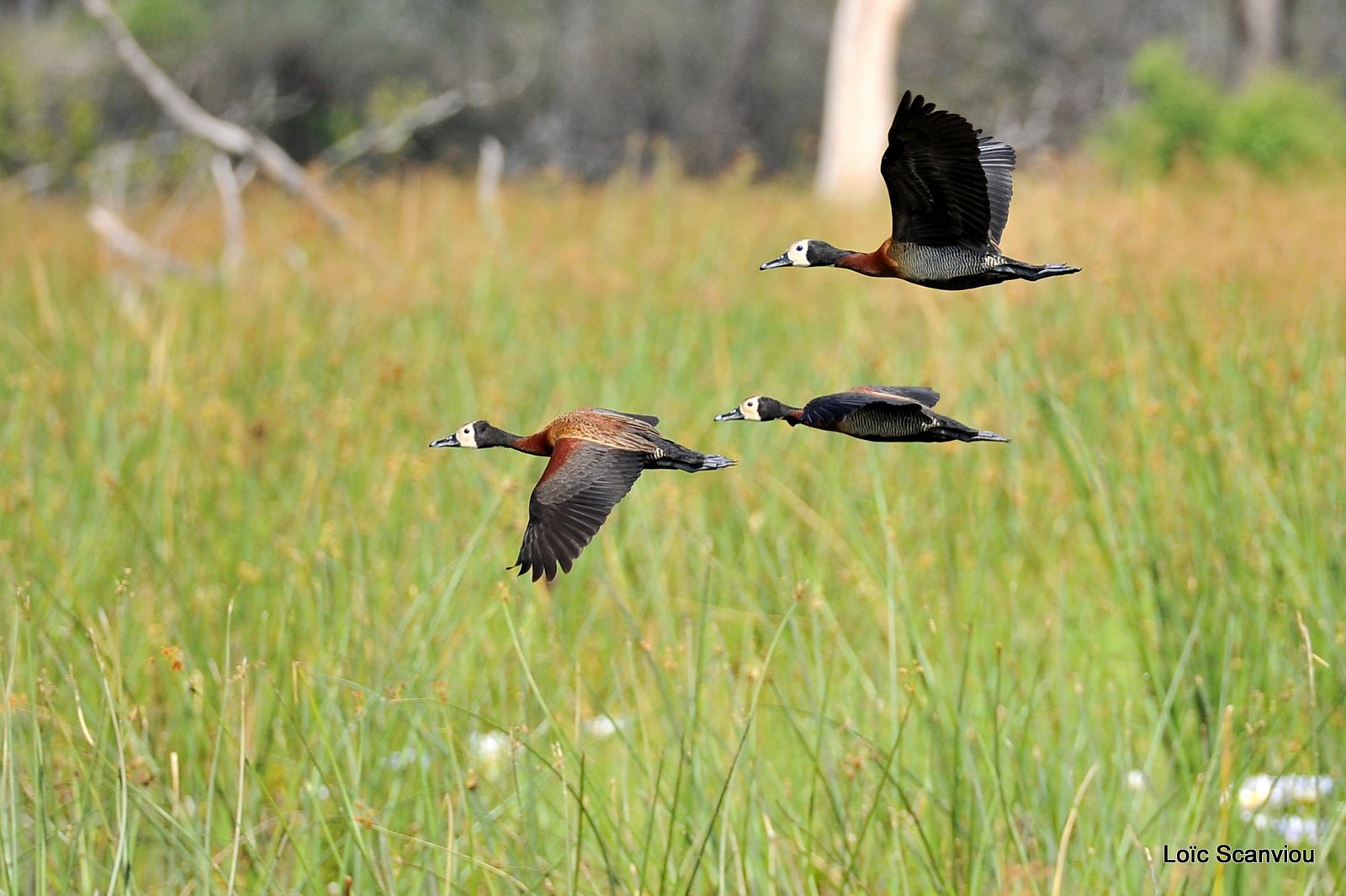 Dendrocygne veuf/White-faced Whistling Duck (4)