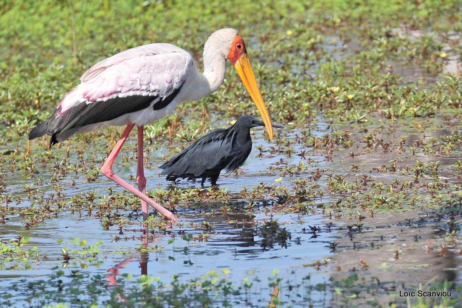 Aigrette ardoisée et tantale ibis/Black Heron and Yellow-billed Stork (1)