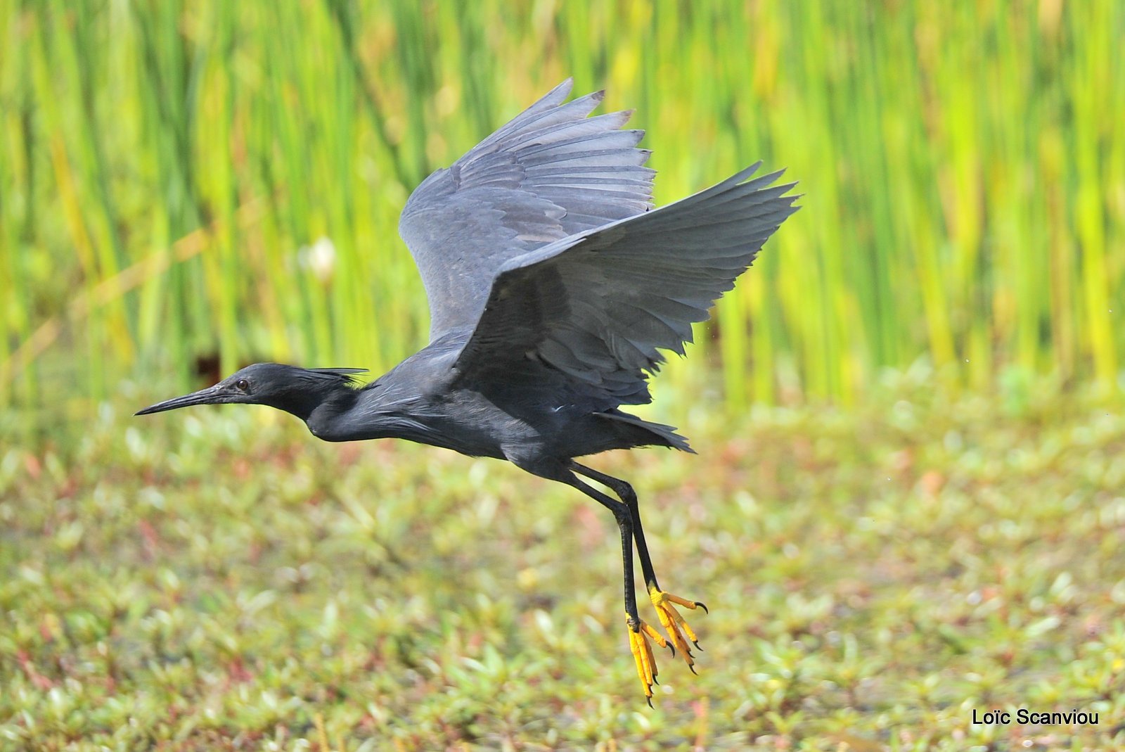 Aigrette ardoisée/Black Heron (3)