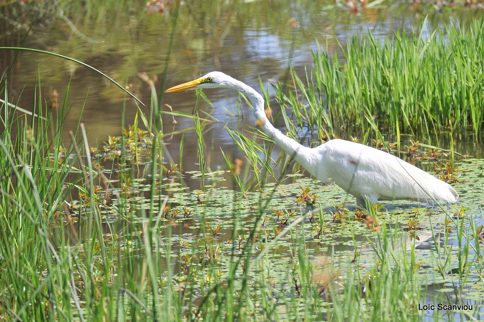 Grande aigrette/Great Egret (1)