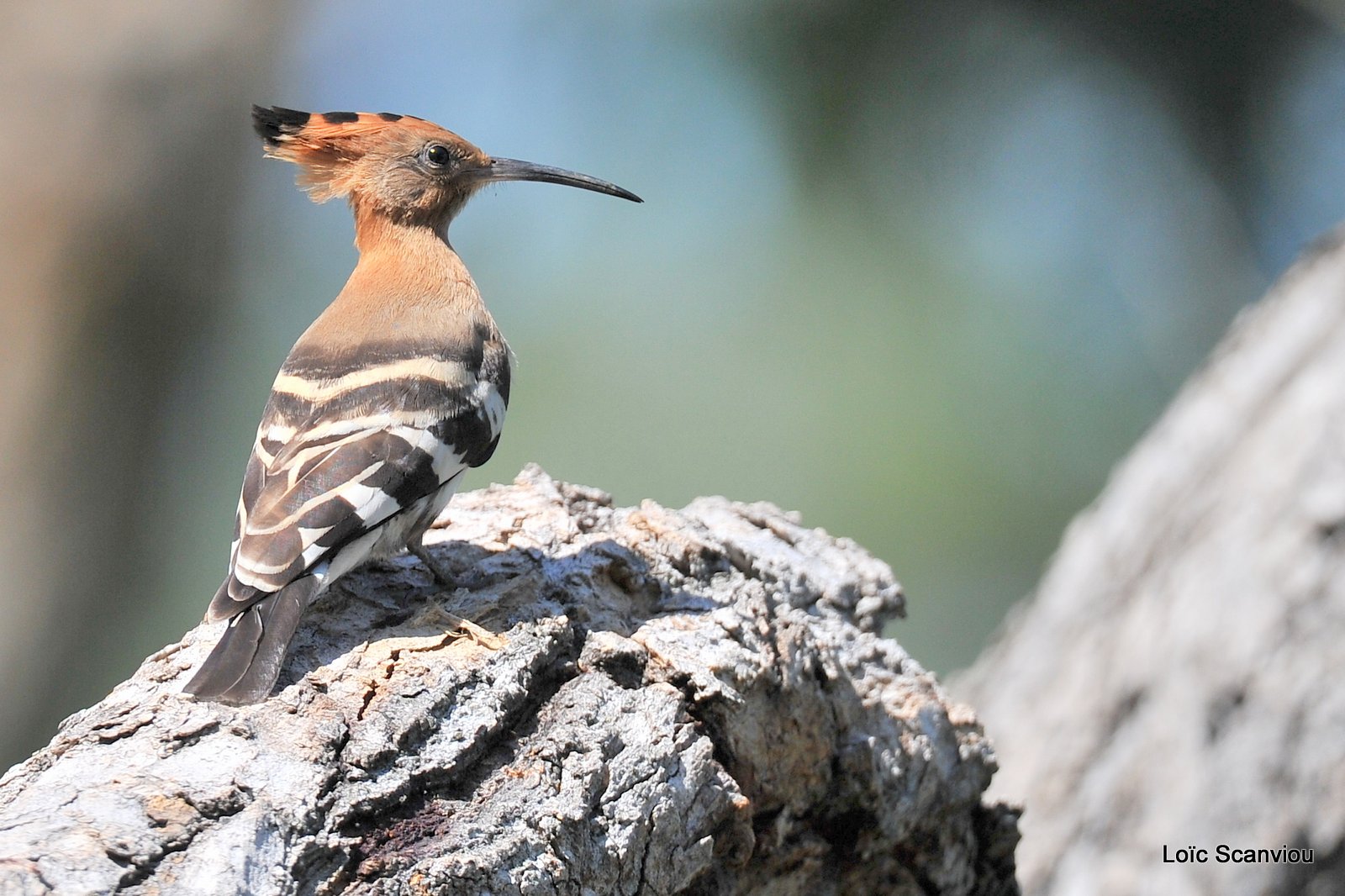 Huppe d'Afrique/African Hoopoe (1)
