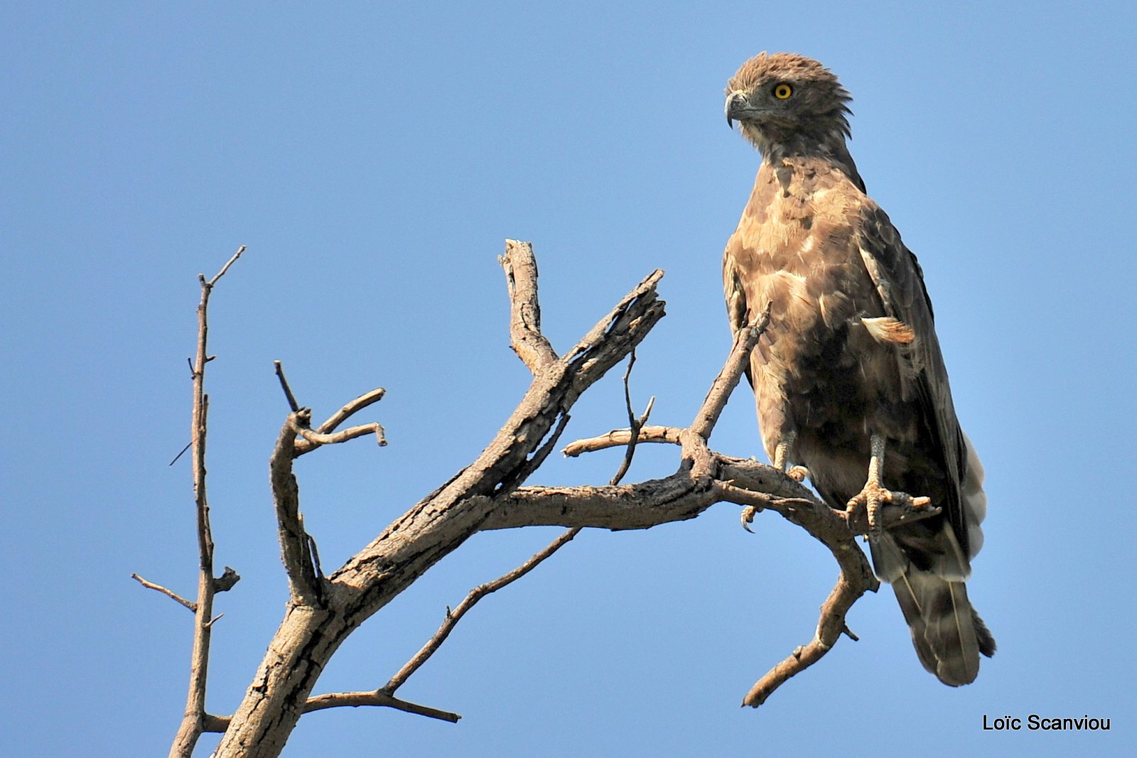 Circaète brun/Brown Snake Eagle (1)