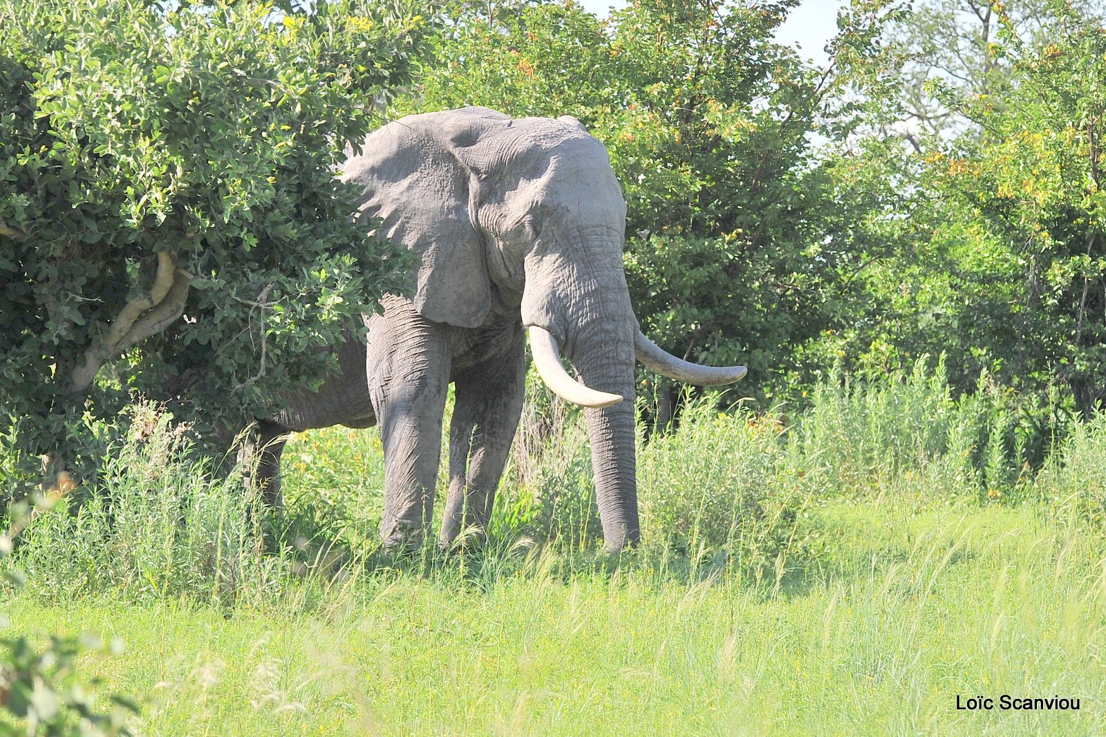 Eléphant d'Afrique/African Elephant (4)
