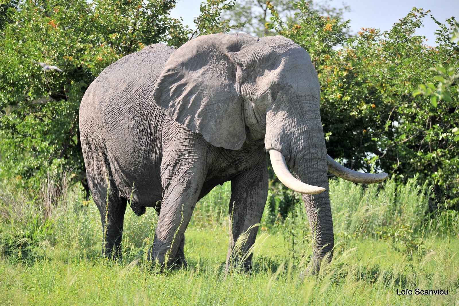 Eléphant d'Afrique/African Elephant (5)