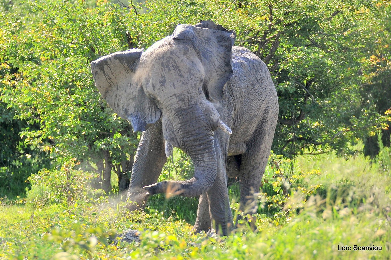 Eléphant d'Afrique/African Elephant (6)