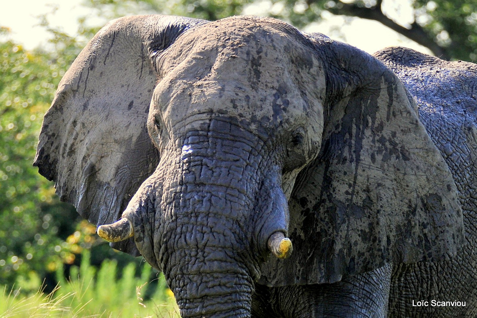 Eléphant d'Afrique/African Elephant (7)