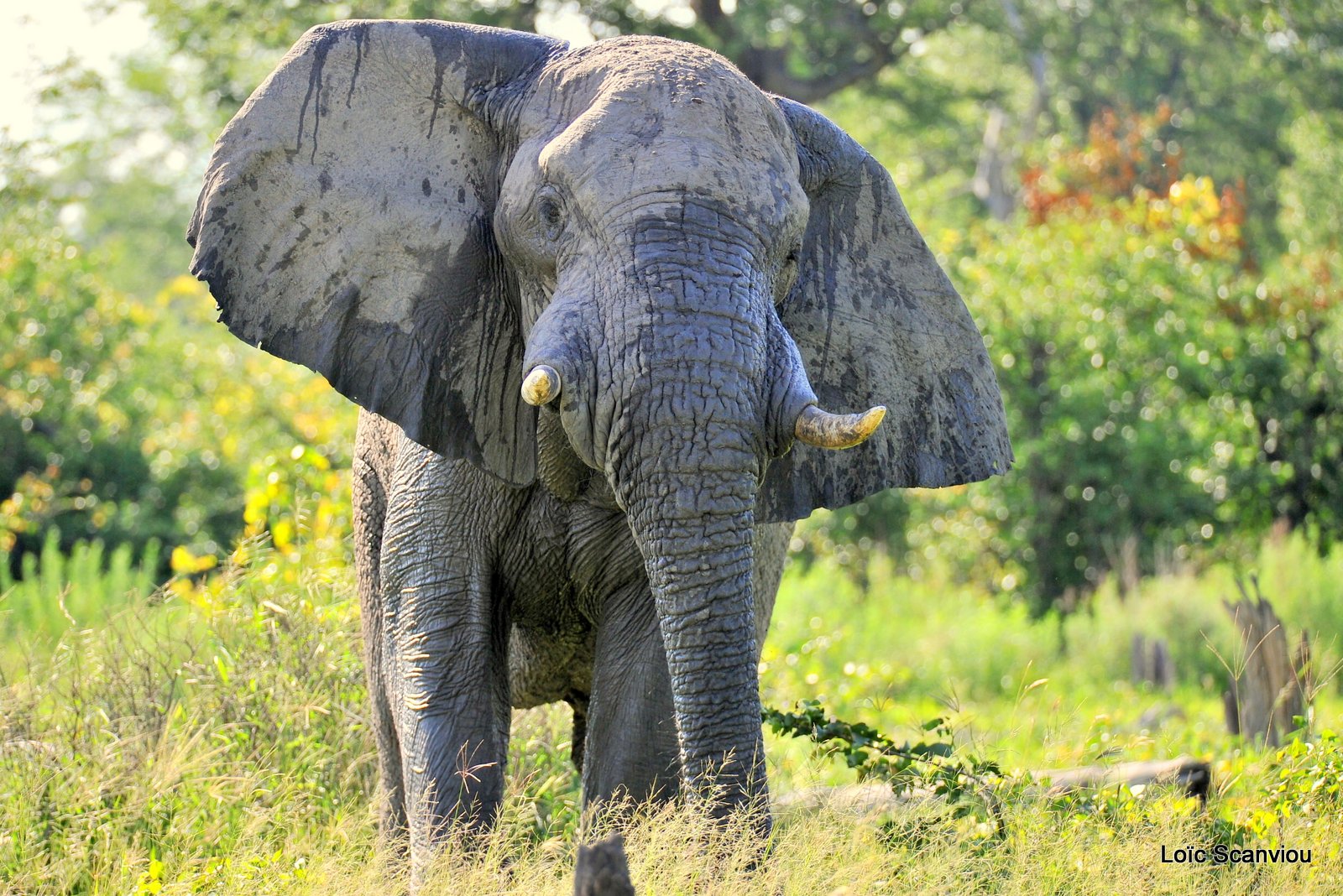 Eléphant d'Afrique/African Elephant (8)