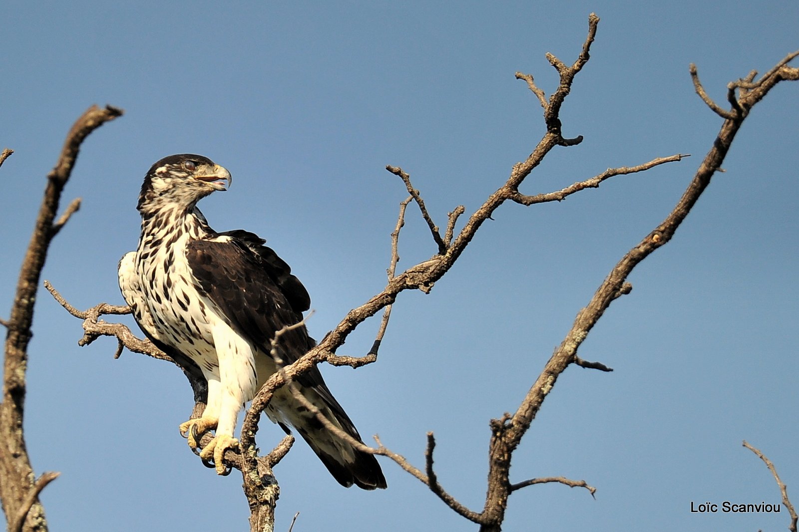 Aigle fascié/African Hawk-Eagle (1)