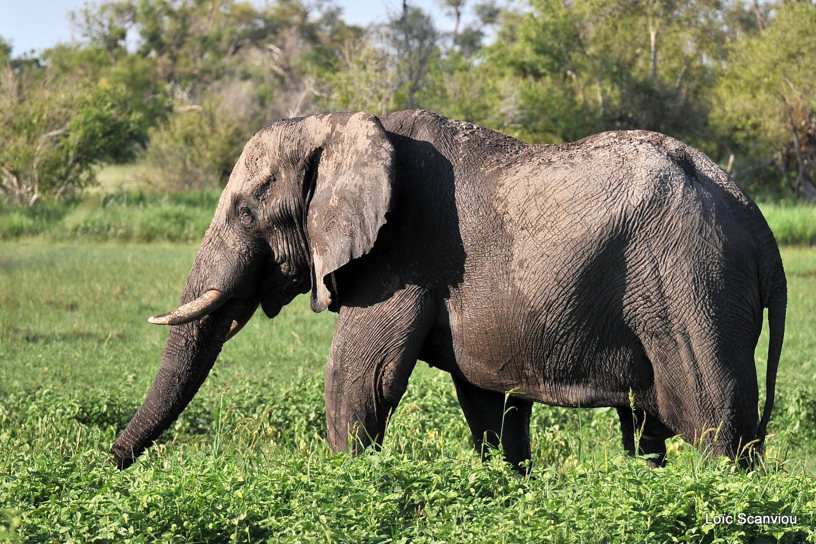 Eléphant d'Afrique/African Elephant (9)