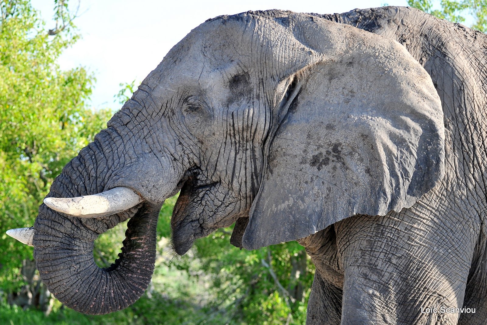 Eléphant d'Afrique/African Elephant (10)