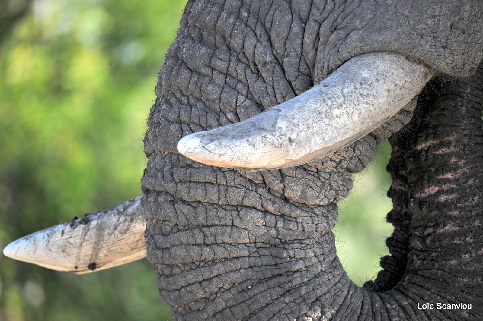 Eléphant d'Afrique/African Elephant (11)