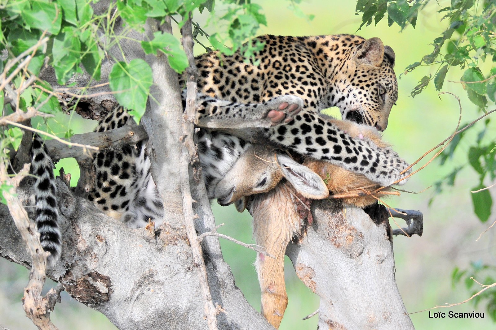 Léopard qui mange/Leopard eating (3)