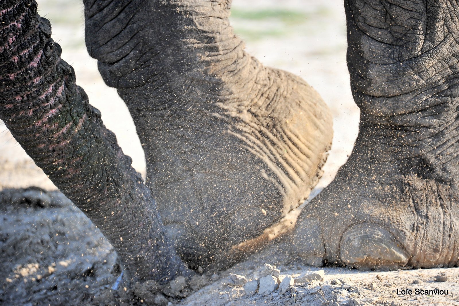 Eléphant d'Afrique/African Elephant (12)