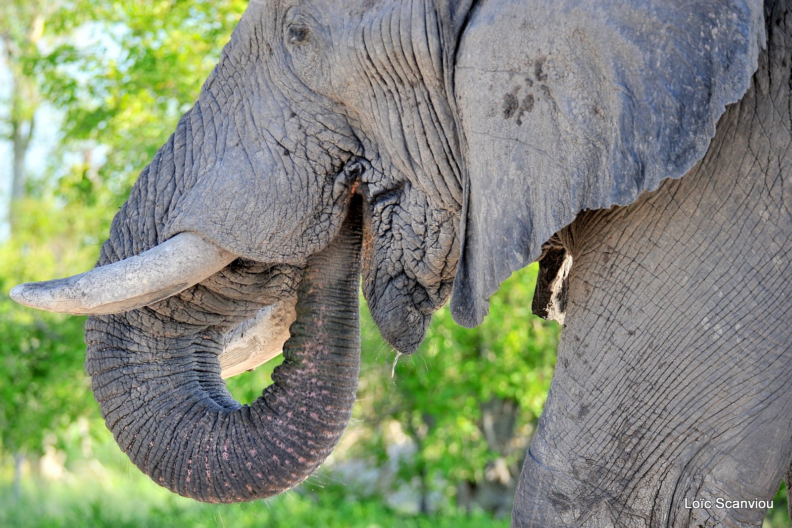 Eléphant d'Afrique/African Elephant (14)