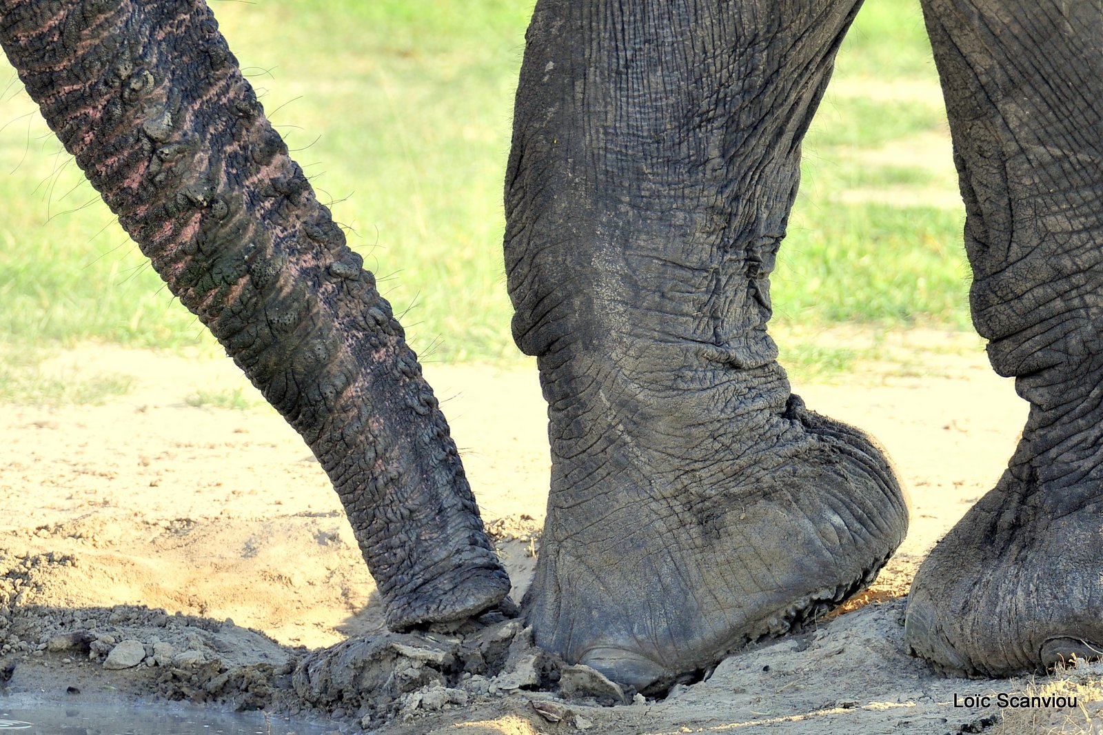 Eléphant d'Afrique/African Elephant (15)