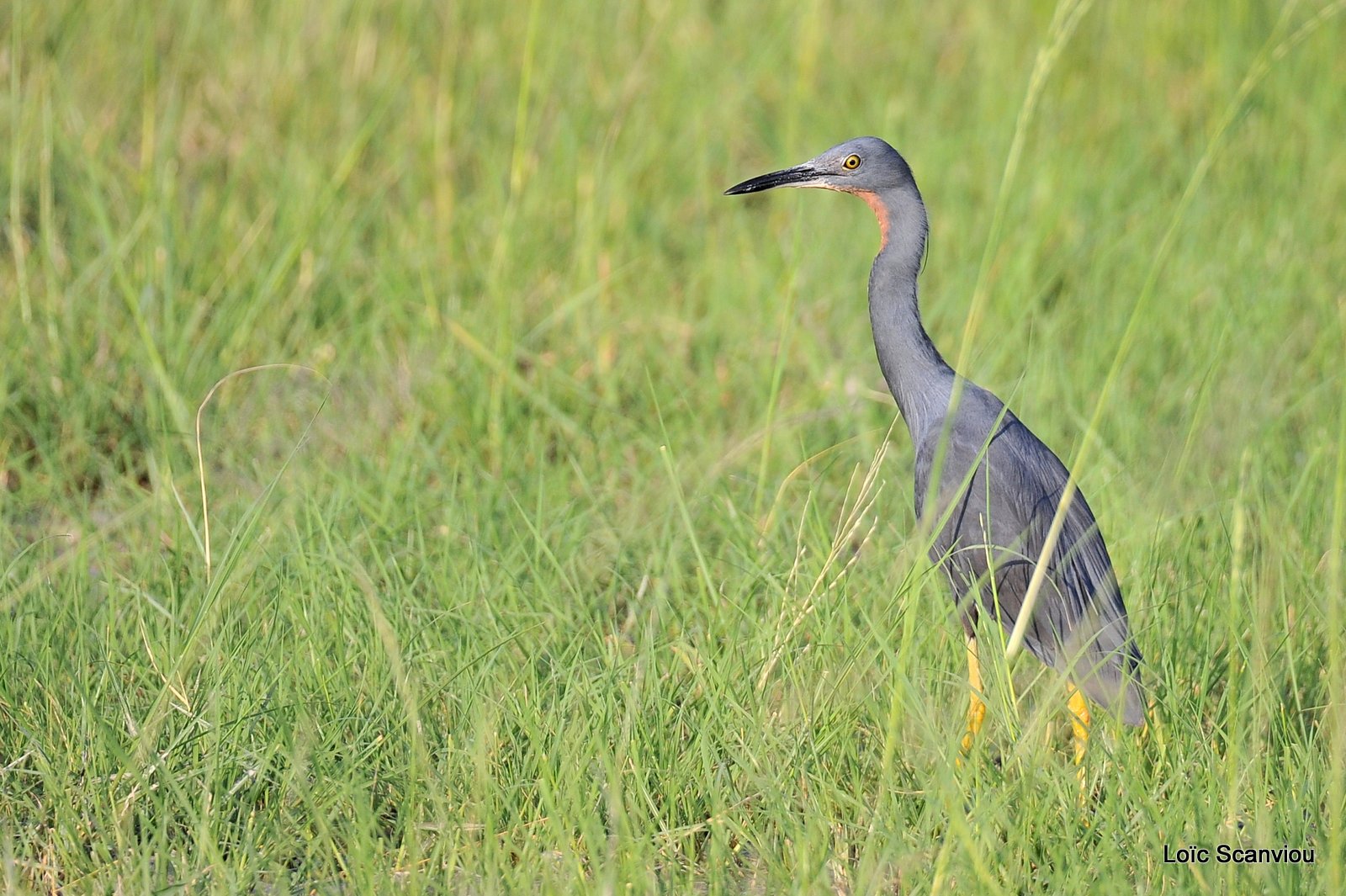 Aigrette ardoisée/Black Heron (4)