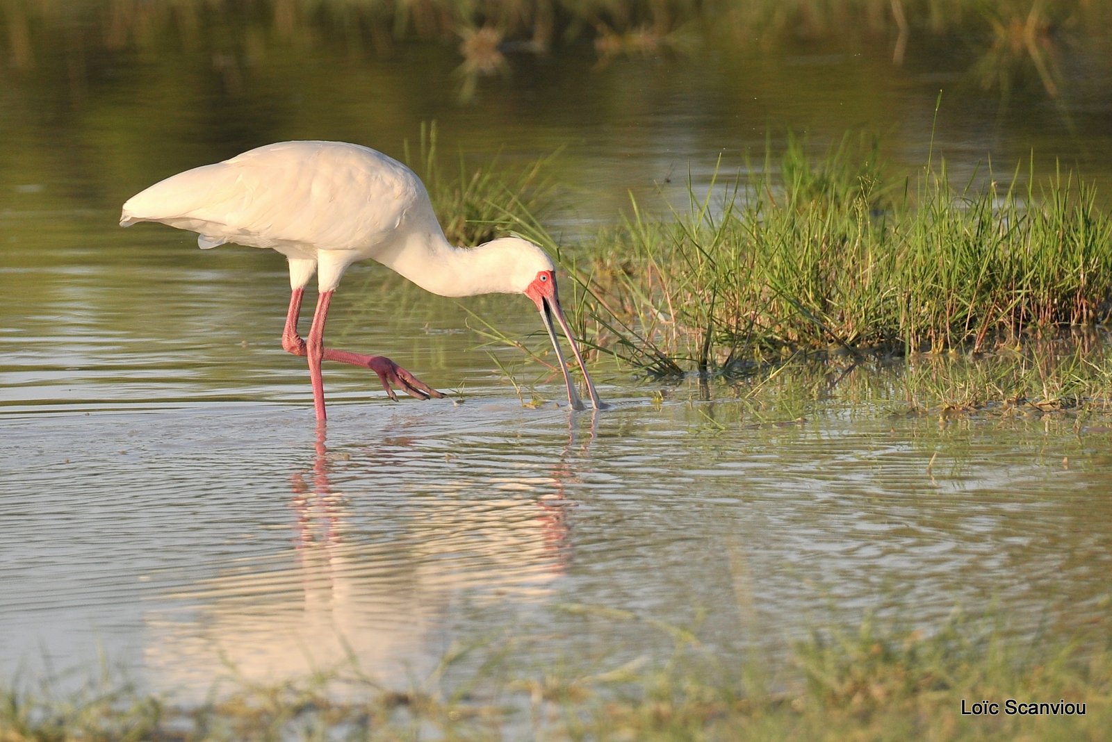 Spatule d'Afrique/African Spoonbill (1)