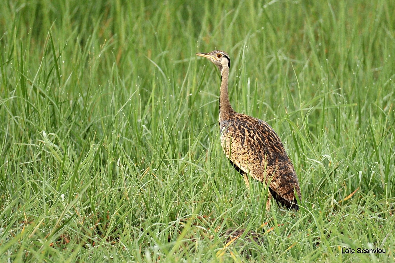 Outarde houppette/Red-crested Korhaan (1)