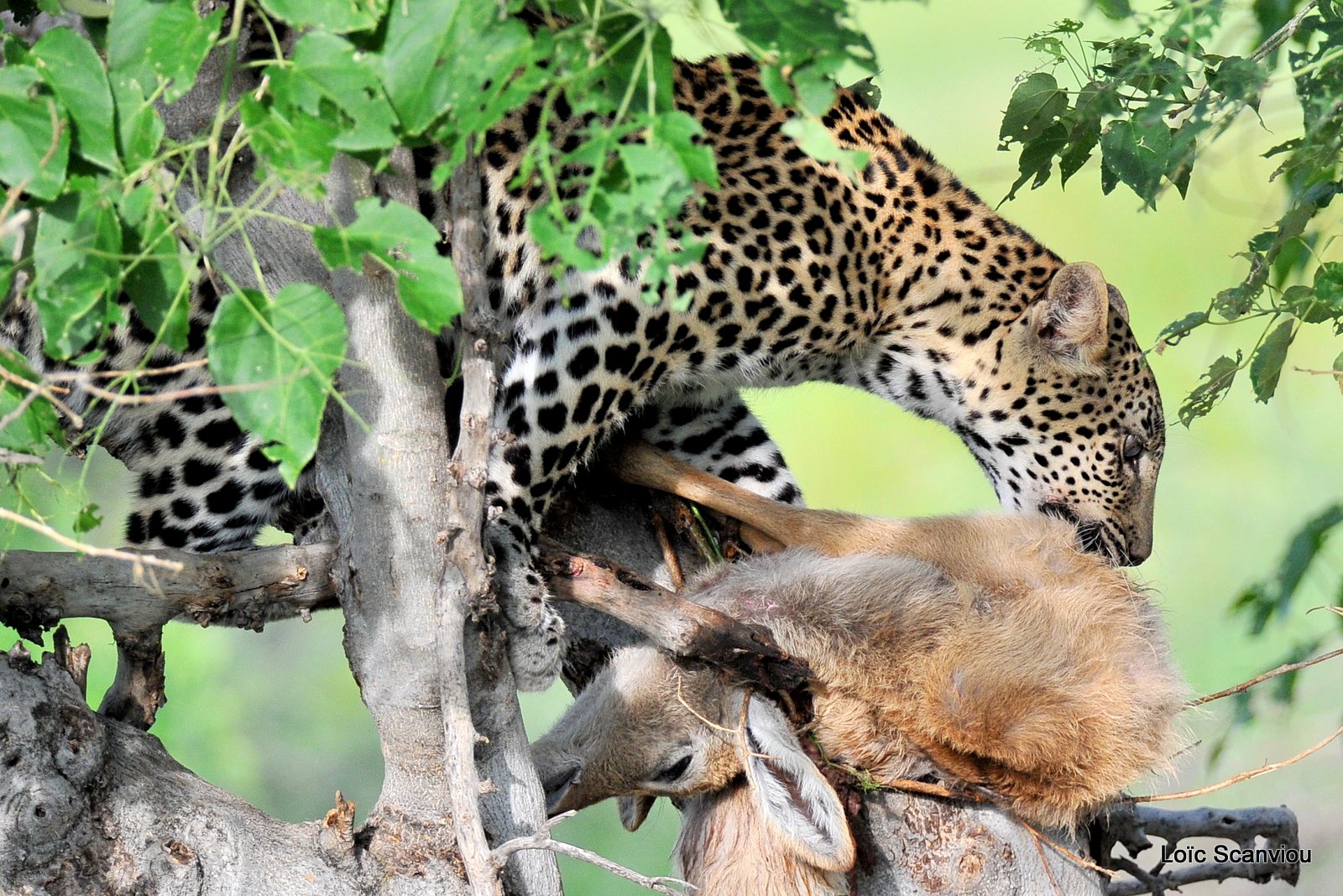 Léopard qui mange/Leopard eating (4)