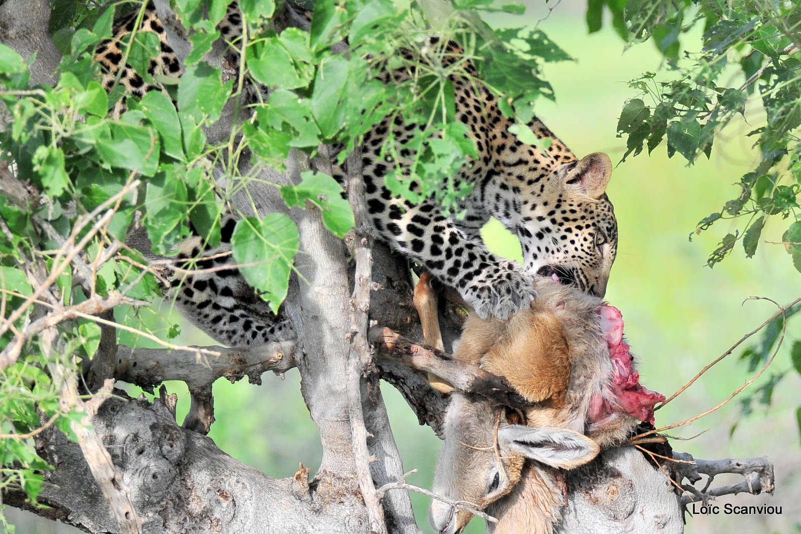 Léopard qui mange/Leopard eating (5)