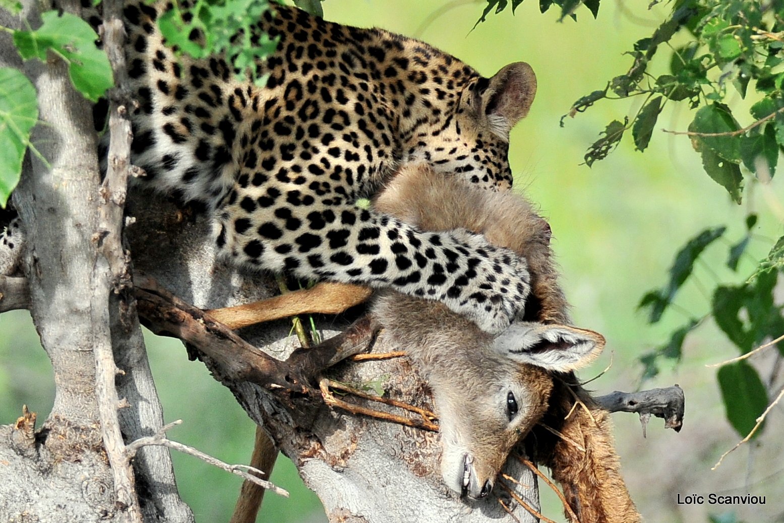 Léopard qui mange/Leopard eating (6)