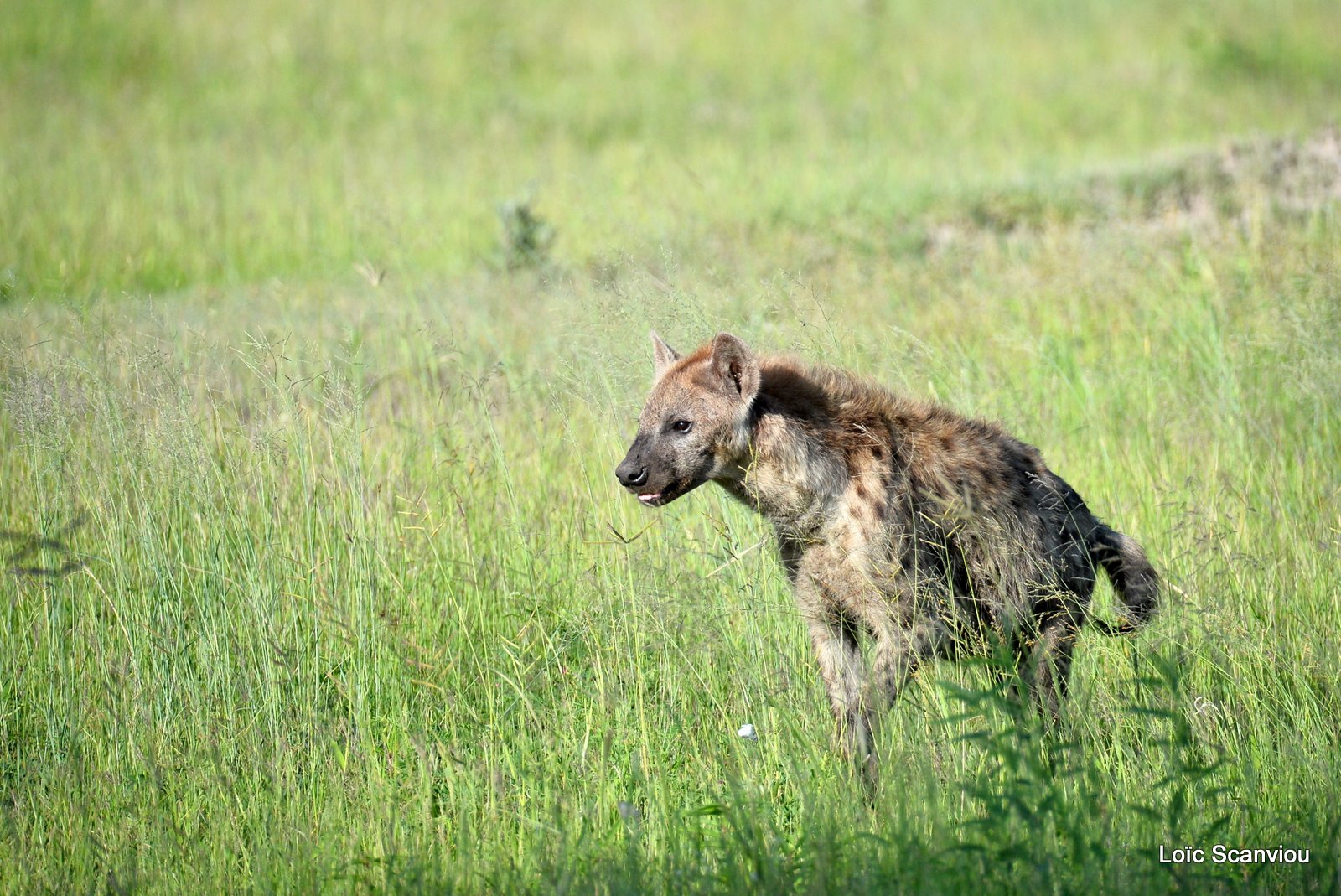 Hyène tachetée/Spotted Hyena (2)