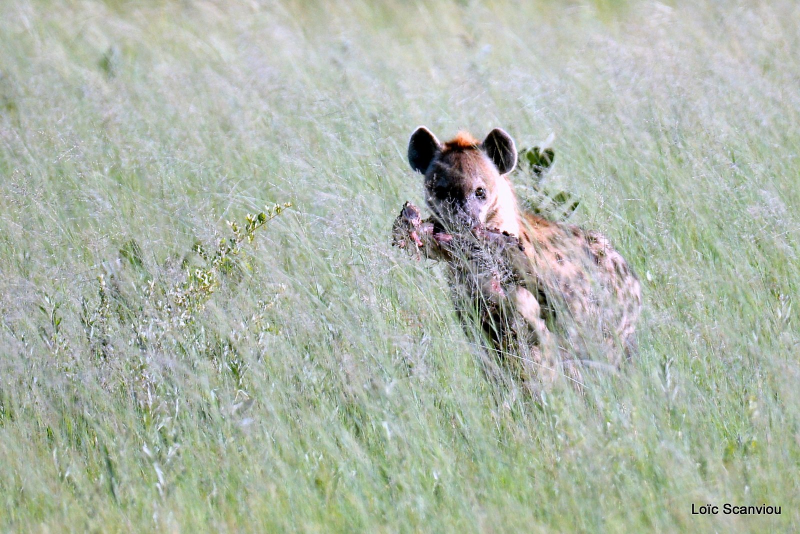 Hyène tachetée/Spotted Hyena (3)