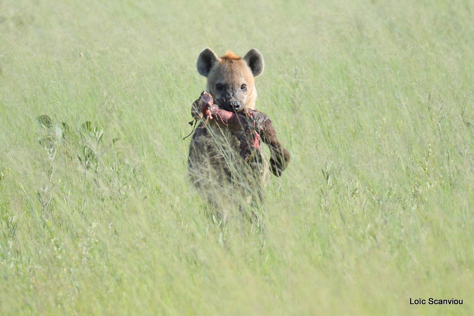 Hyène tachetée/Spotted Hyena (4)
