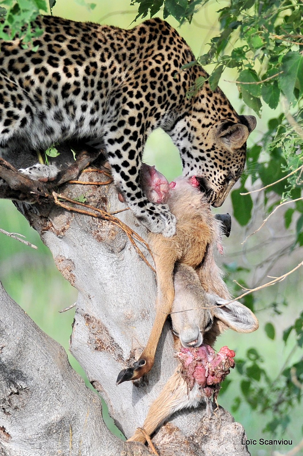 Léopard qui mange/Leopard eating (7)