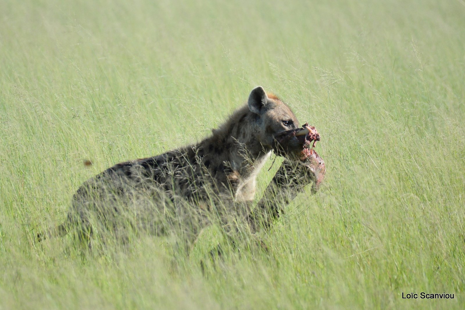Hyène tachetée/Spotted Hyena (5)