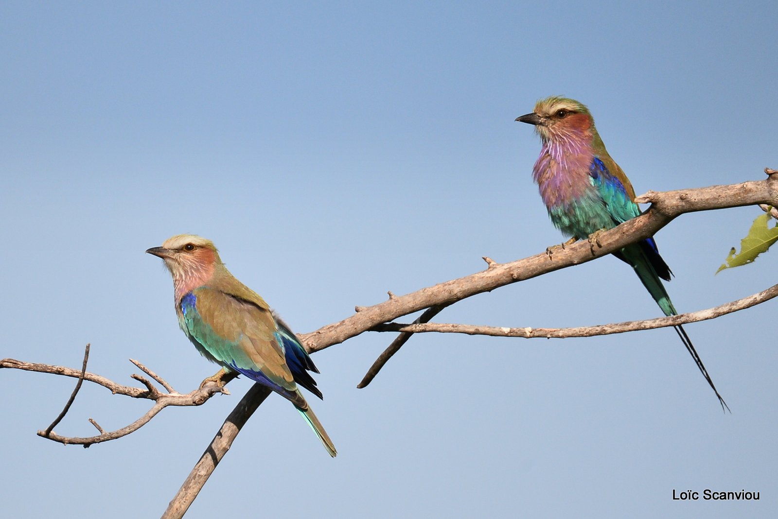 Rollier à longs brins/Lilac-Breasted Roller (4)