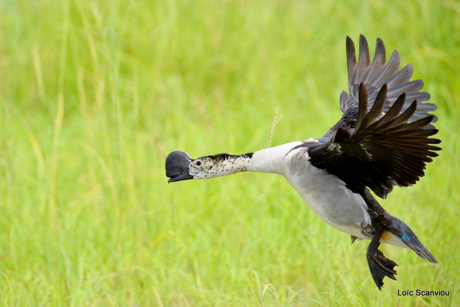 Canard à bosse/Comb Duck (1)