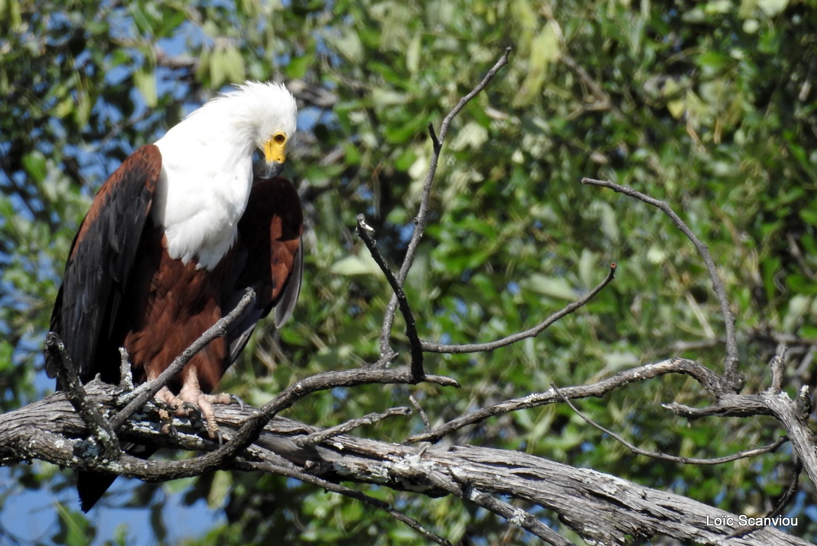 Pygargue vocifère/African fish Eagle (3)