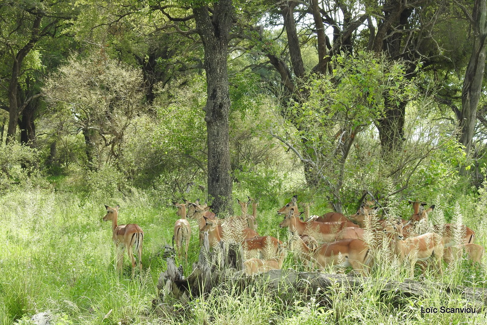 Impala (3)