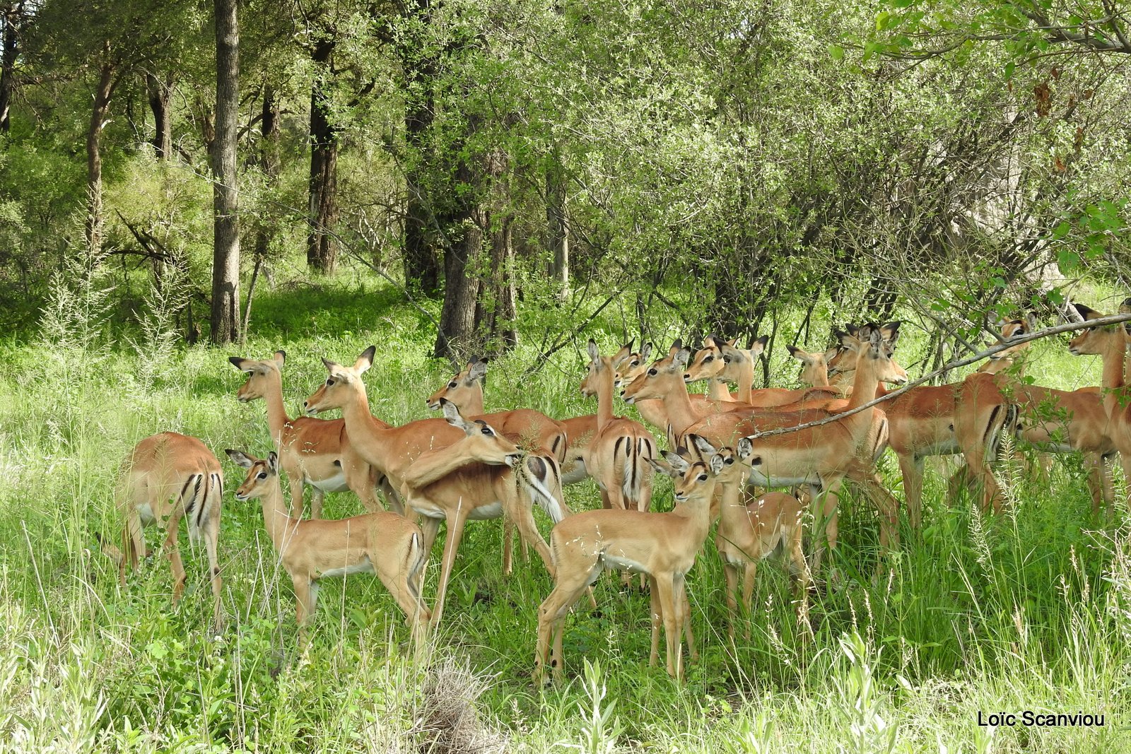 Impala (4)