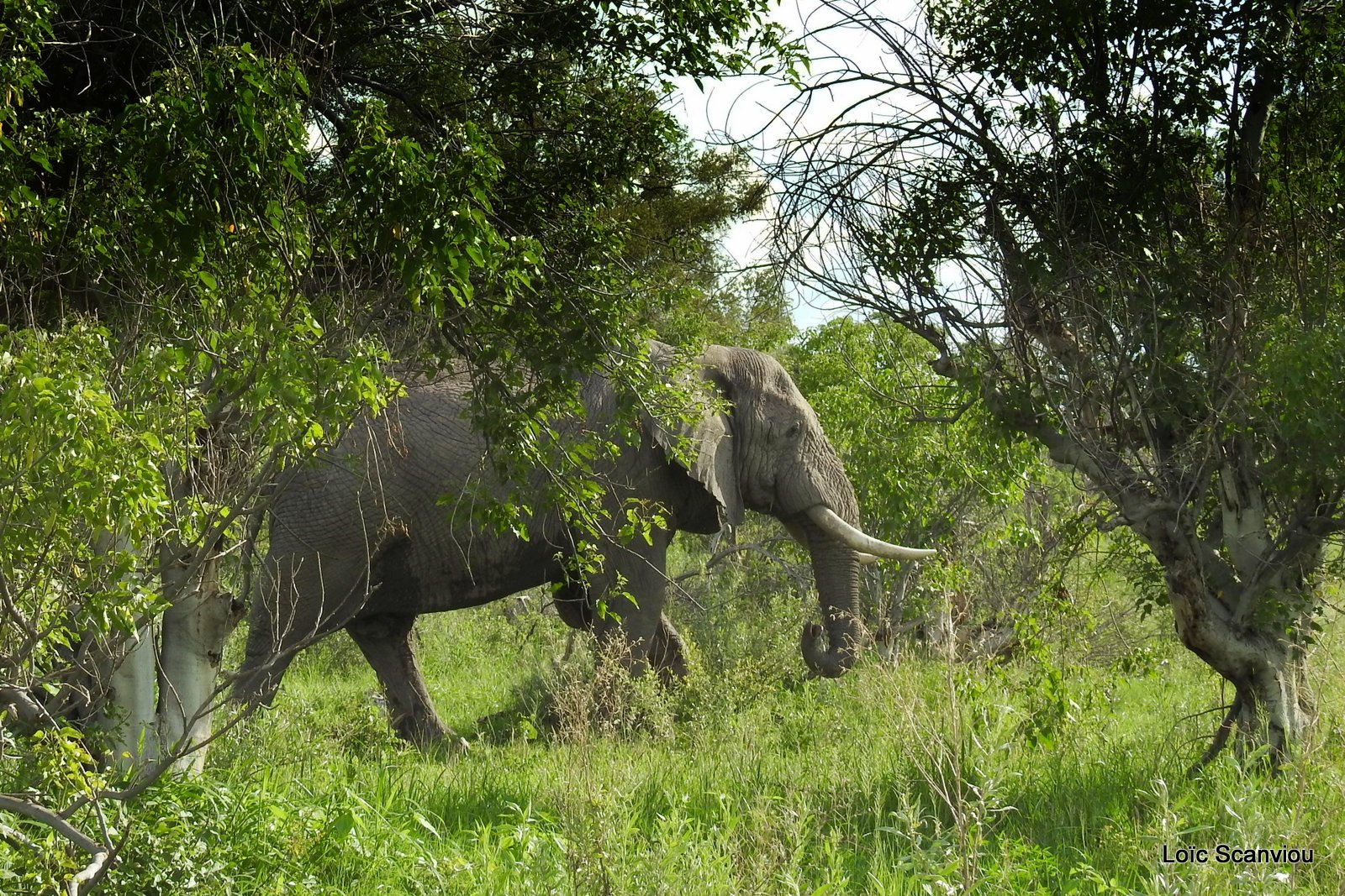 Eléphant d'Afrique/African Elephant (16)