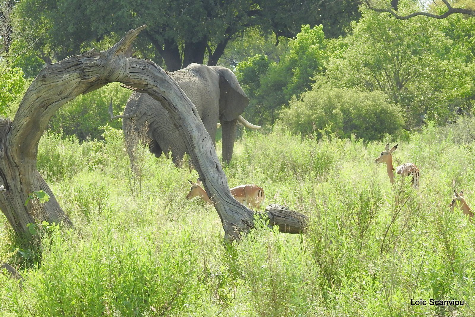 Eléphant d'Afrique/African Elephant (17)