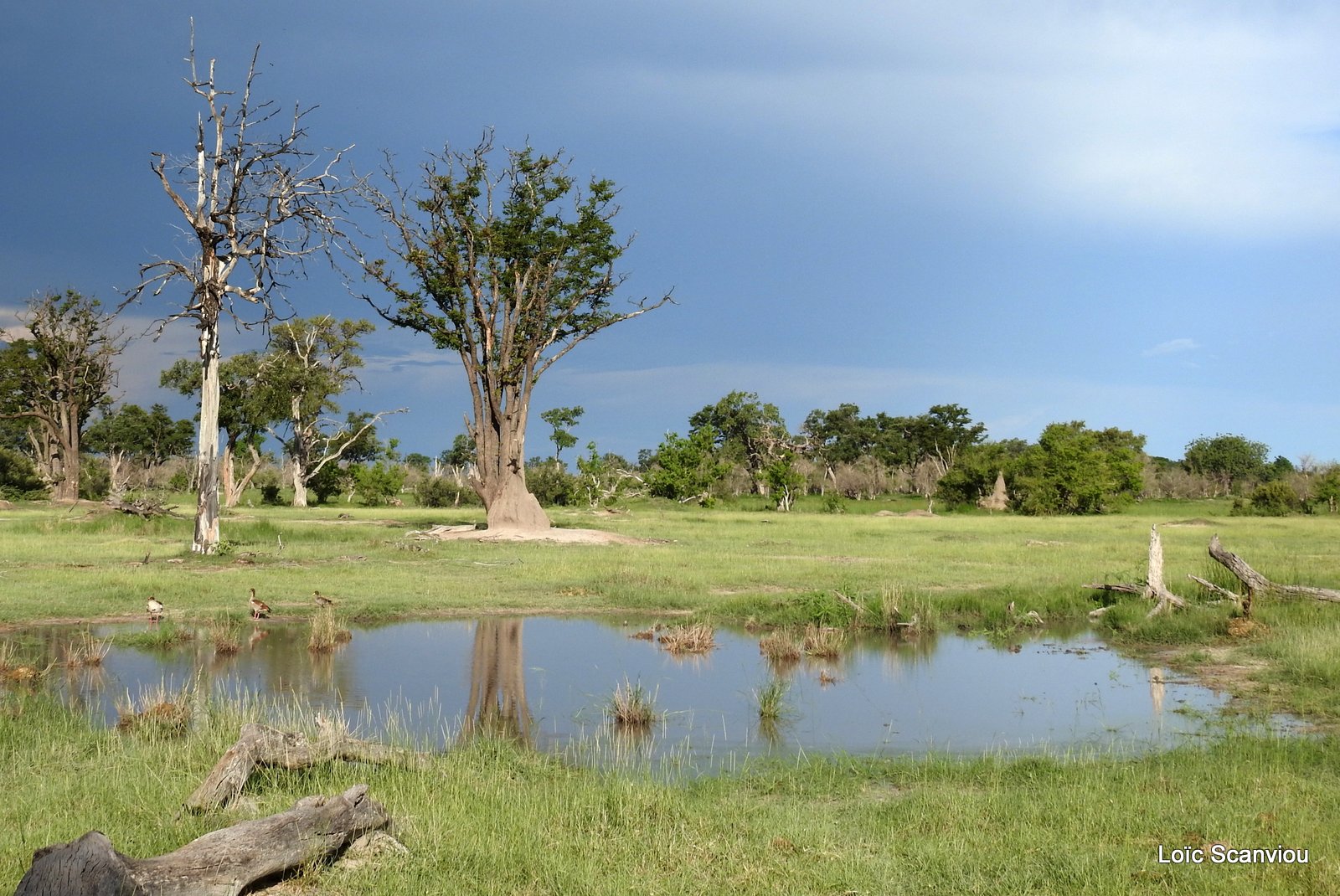 Moremi 2020 (289)